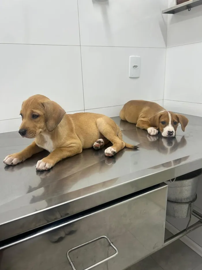Cachorro raça SRD-ViraLata idade 2 a 6 meses nome Maria e flor 