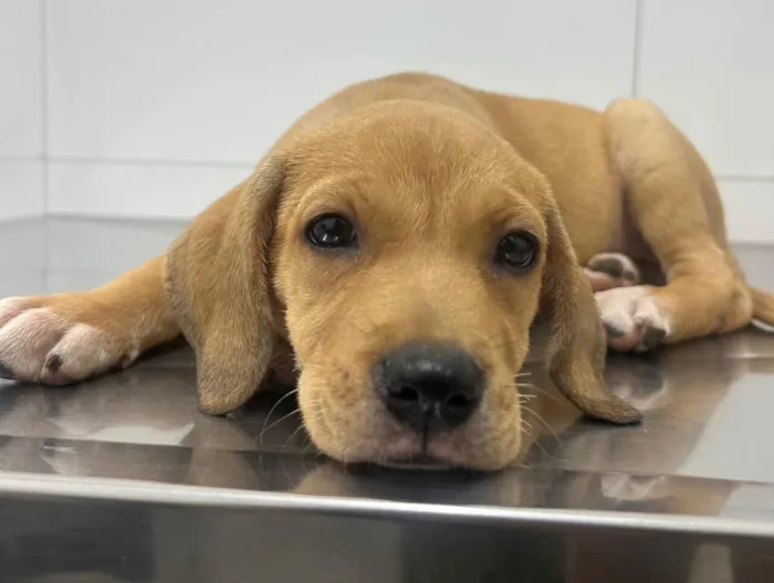 Cachorro raça SRD-ViraLata idade 2 a 6 meses nome Maria e flor 