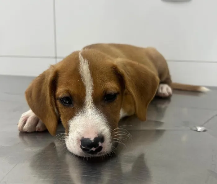 Cachorro raça SRD-ViraLata idade 2 a 6 meses nome Maria e flor 