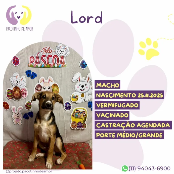 Cachorro raça SRD-ViraLata idade 2 anos nome Lord