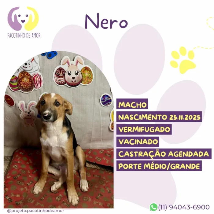 Cachorro raça SRD-ViraLata idade Abaixo de 2 meses nome Nero