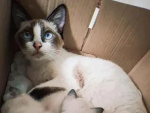 Gato raça Siamês idade 1 ano nome Biga