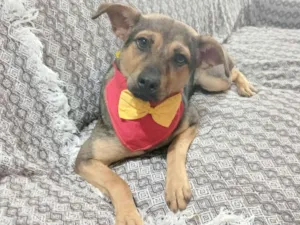 Cachorro raça SRD-ViraLata idade 1 ano nome Bento 