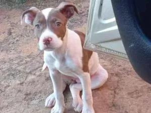 Cachorro raça Pit-Bull idade 2 a 6 meses nome Fal