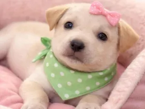 Cachorro raça SRD-ViraLata idade Abaixo de 2 meses nome Filhotes 