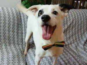 Cachorro raça SRD-ViraLata idade 3 anos nome boby