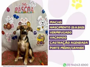 Cachorro raça SRD-ViraLata idade 2 anos nome Lord