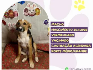 Cachorro raça SRD-ViraLata idade Abaixo de 2 meses nome Nero