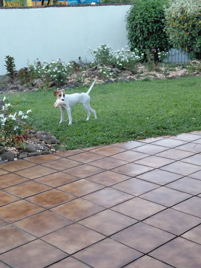 Cachorro raça SRD-ViraLata idade 7 a 11 meses nome Nina