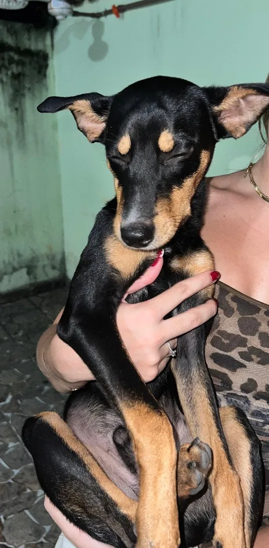 Cachorro raça SRD-ViraLata idade 2 a 6 meses nome Scooby-Doo