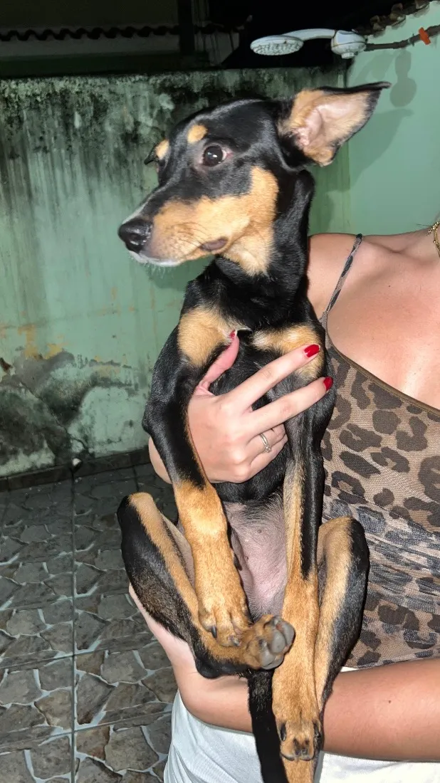 Cachorro raça SRD-ViraLata idade 2 a 6 meses nome Scooby-Doo