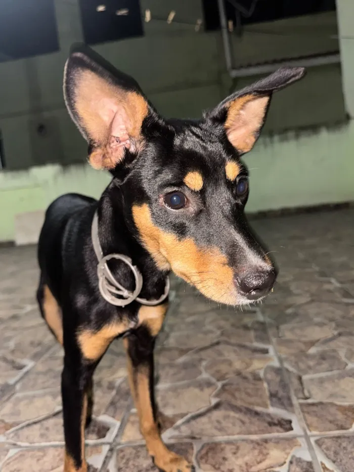 Cachorro raça SRD-ViraLata idade 2 a 6 meses nome Scooby-Doo