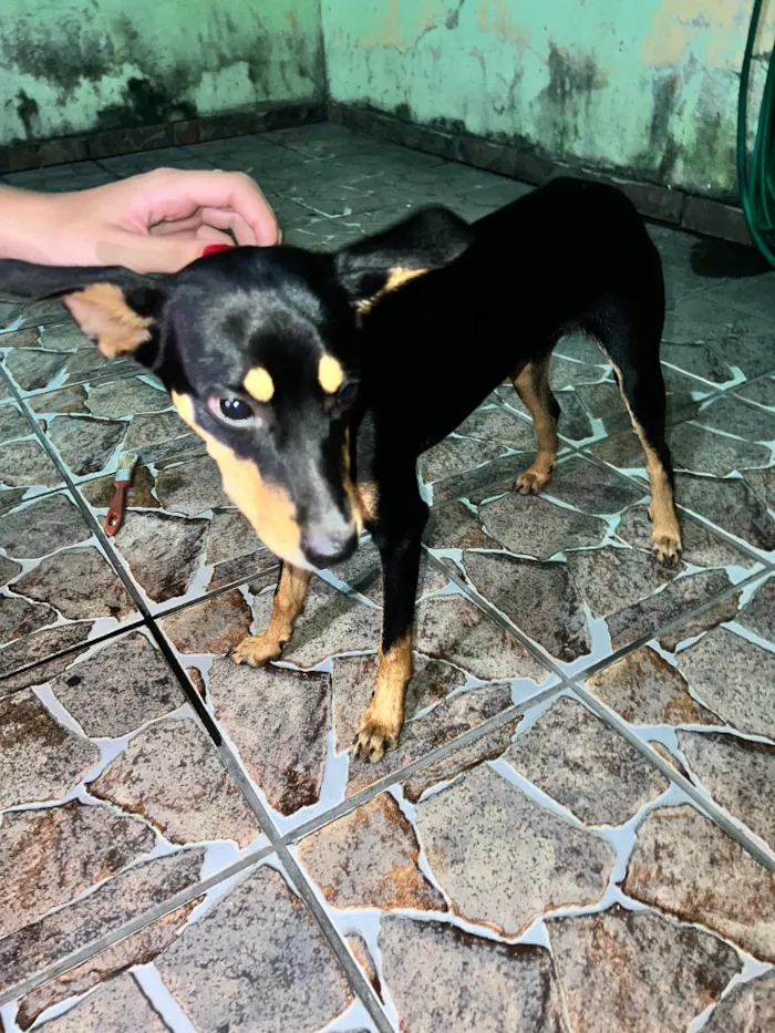 Cachorro raça SRD-ViraLata idade 2 a 6 meses nome Scooby-Doo