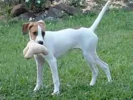 Cachorro raça SRD-ViraLata idade 7 a 11 meses nome Nina