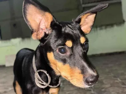 Cachorro raça SRD-ViraLata idade 2 a 6 meses nome Scooby-Doo