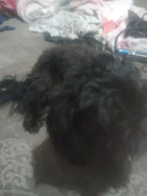 Cachorro raça Lhasa Apso idade 2 anos nome Duke