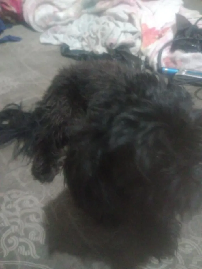 Cachorro raça Lhasa Apso idade 2 anos nome Duke