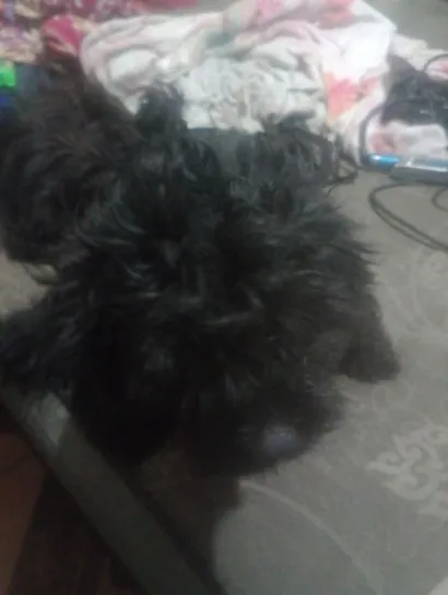 Cachorro raça Lhasa Apso idade 2 anos nome Taylor