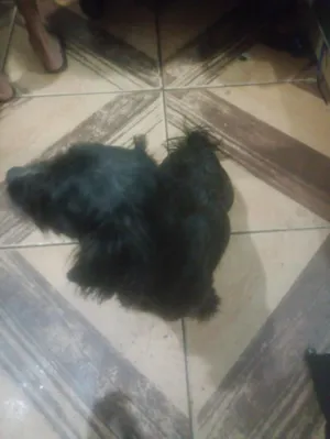 Cachorro raça Lhasa Apso idade 6 ou mais anos nome Simba 