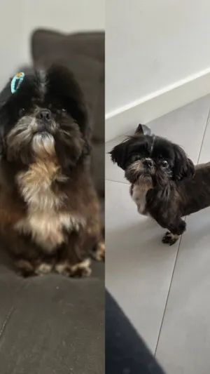 Cachorro raça Shitzu idade 6 ou mais anos nome Maya