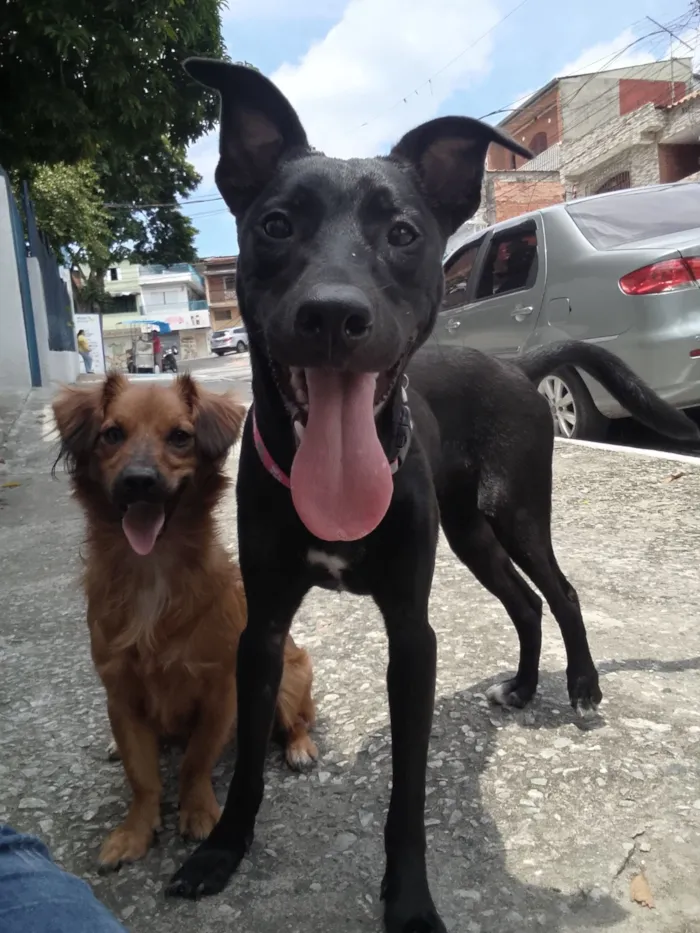Cachorro raça SRD-ViraLata idade 7 a 11 meses nome pandora