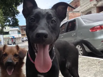 Cachorro raça SRD-ViraLata idade 7 a 11 meses nome pandora