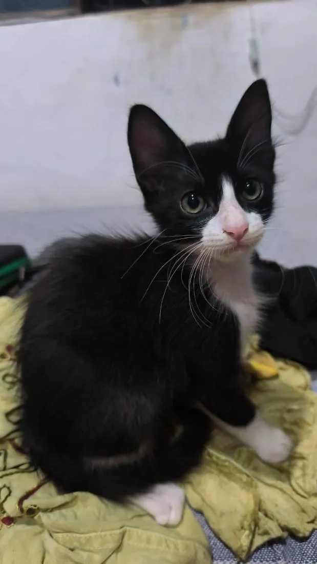 Gato raça SRD-ViraLata idade 2 a 6 meses nome Florzinha