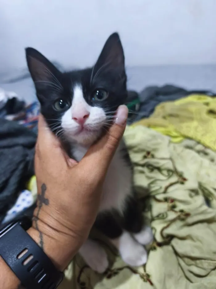 Gato raça SRD-ViraLata idade 2 a 6 meses nome Florzinha