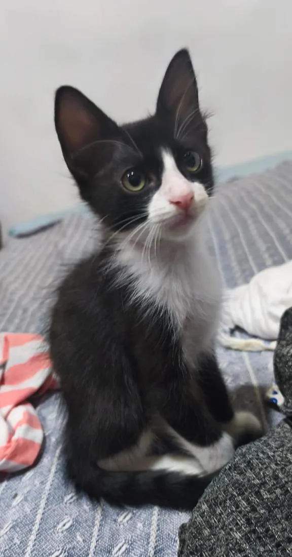 Gato raça SRD-ViraLata idade 2 a 6 meses nome Florzinha