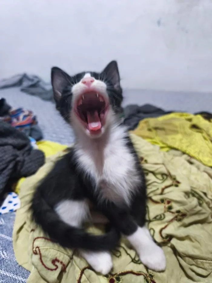 Gato raça SRD-ViraLata idade 2 a 6 meses nome Florzinha