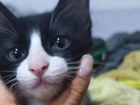 Gato raça SRD-ViraLata idade 2 a 6 meses nome Florzinha