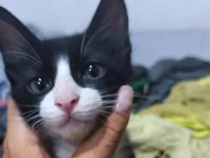 Gato raça SRD-ViraLata idade 2 a 6 meses nome Florzinha