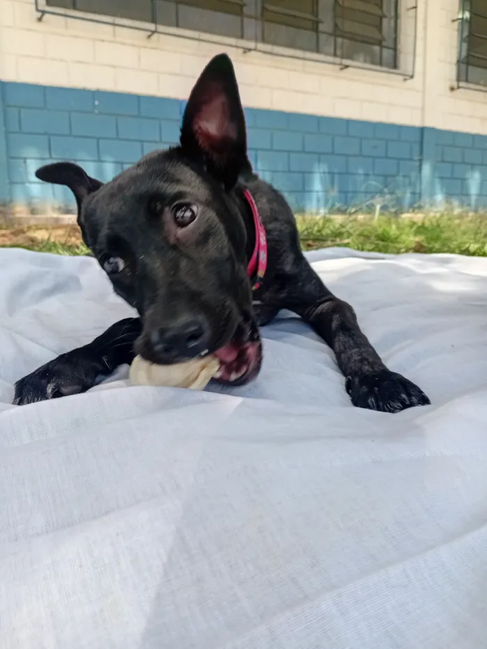 Cachorro raça SRD-ViraLata idade 7 a 11 meses nome pandora