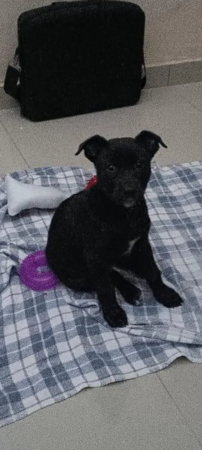 Cachorro raça SRD-ViraLata idade 7 a 11 meses nome pandora