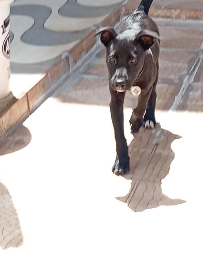 Cachorro raça SRD-ViraLata idade 7 a 11 meses nome pandora