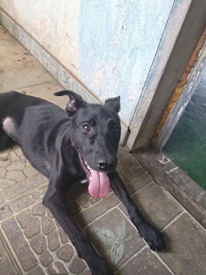 Cachorro raça SRD-ViraLata idade 7 a 11 meses nome pandora