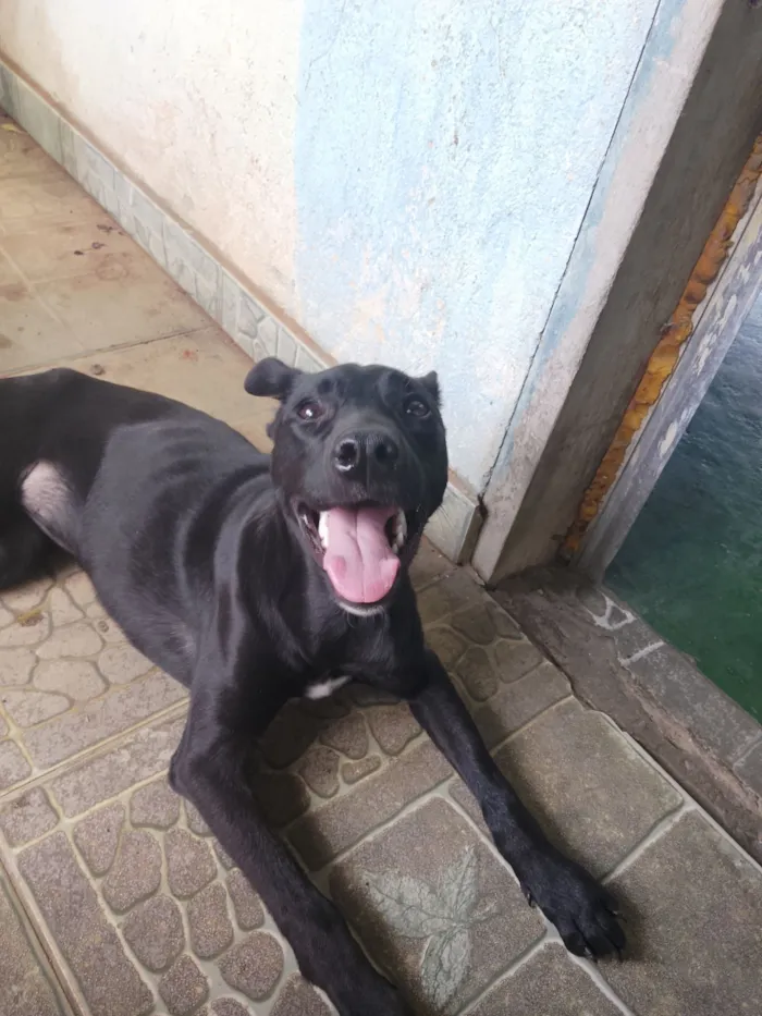 Cachorro raça SRD-ViraLata idade 7 a 11 meses nome pandora