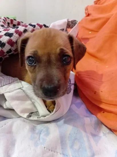 Cachorro raça SRD-ViraLata idade Abaixo de 2 meses nome Spike