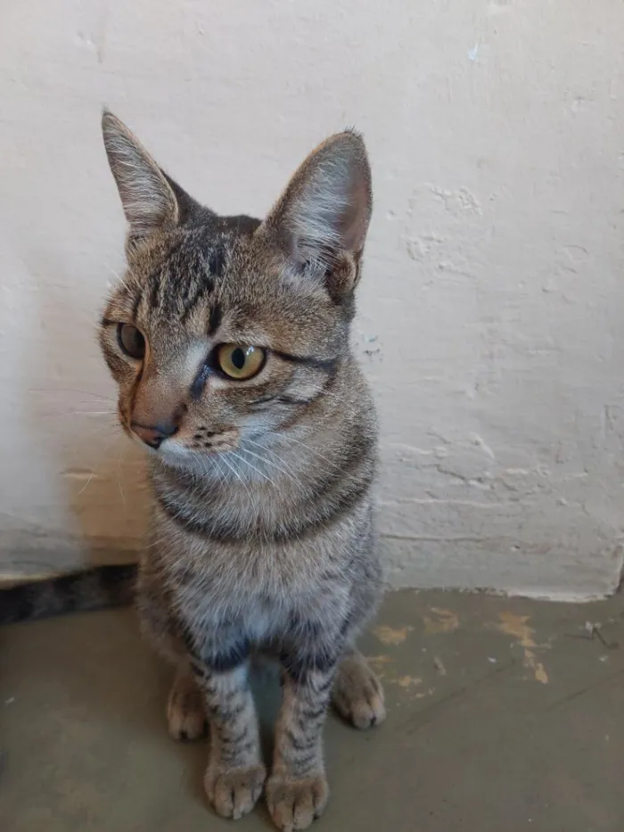 Gato raça SRD-ViraLata idade 2 a 6 meses nome mikey