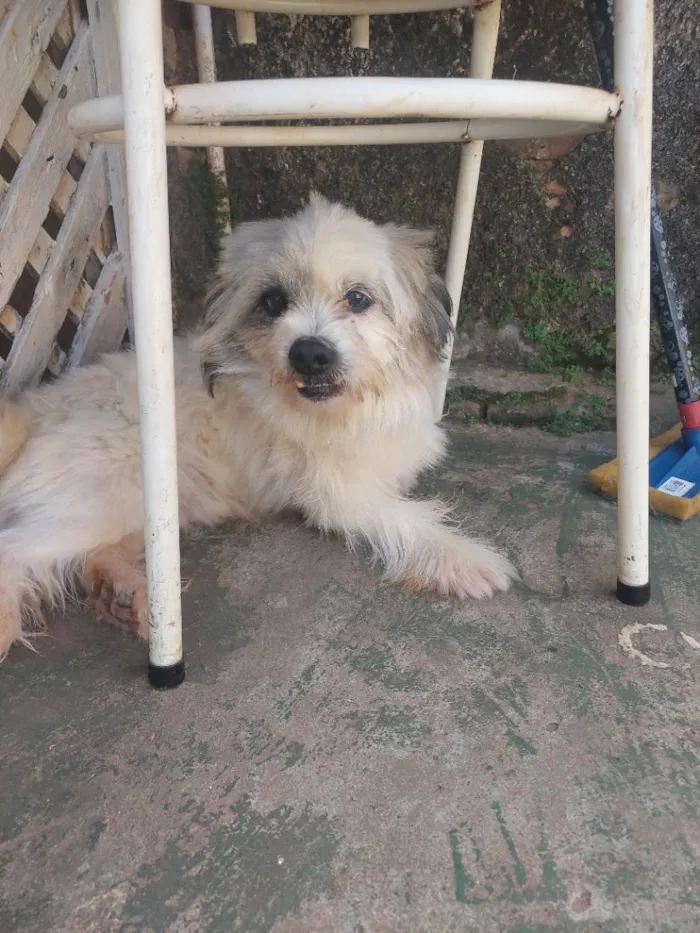 Cachorro raça SRD-ViraLata idade 1 ano nome Bili