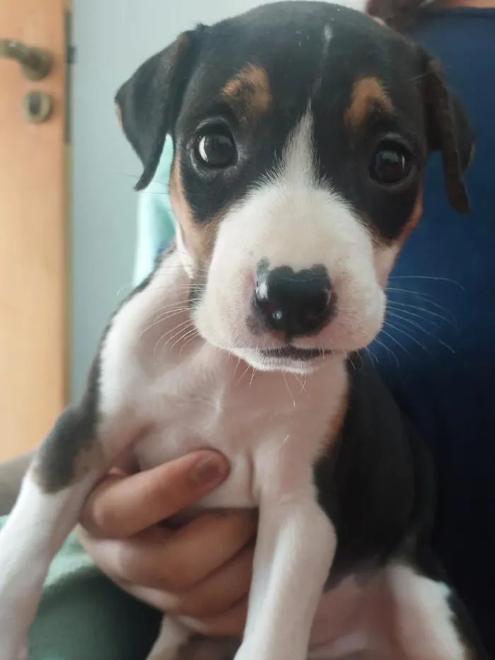 Cachorro raça SRD-ViraLata idade Abaixo de 2 meses nome cacau