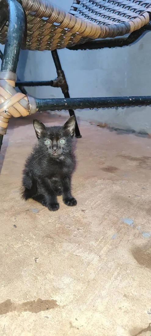 Gato raça SRD-ViraLata idade 2 a 6 meses nome Sem nome 