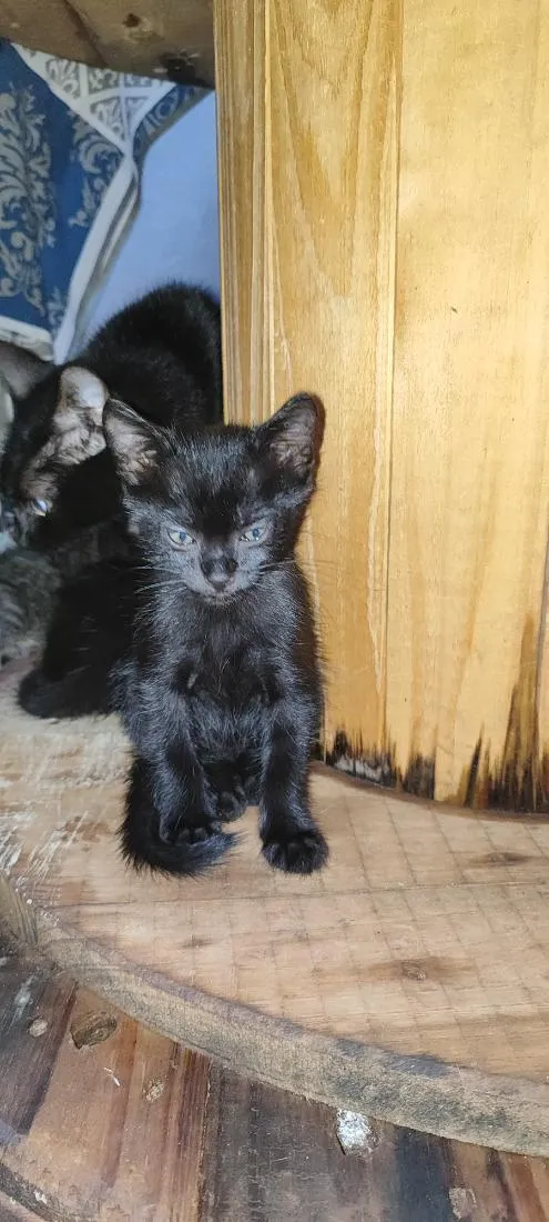 Gato raça SRD-ViraLata idade 2 a 6 meses nome Sem nome