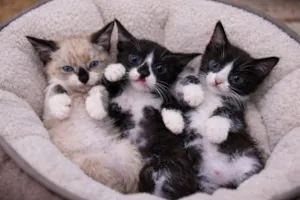 Gato raça SRD-ViraLata idade Abaixo de 2 meses nome Bebes para adocao