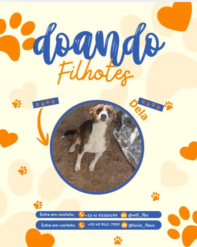 Cachorro raça SRD-ViraLata idade Abaixo de 2 meses nome filhotes 