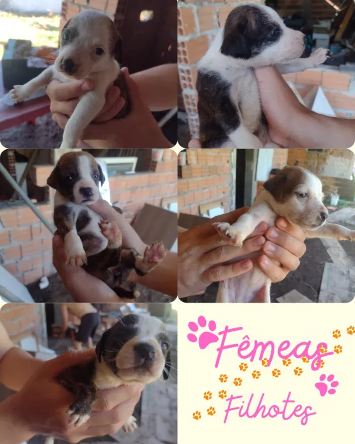 Cachorro raça SRD-ViraLata idade Abaixo de 2 meses nome filhotes 