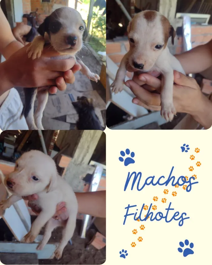 Cachorro raça SRD-ViraLata idade Abaixo de 2 meses nome filhotes 