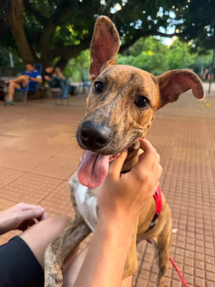 Cachorro raça SRD-ViraLata idade 7 a 11 meses nome Mel