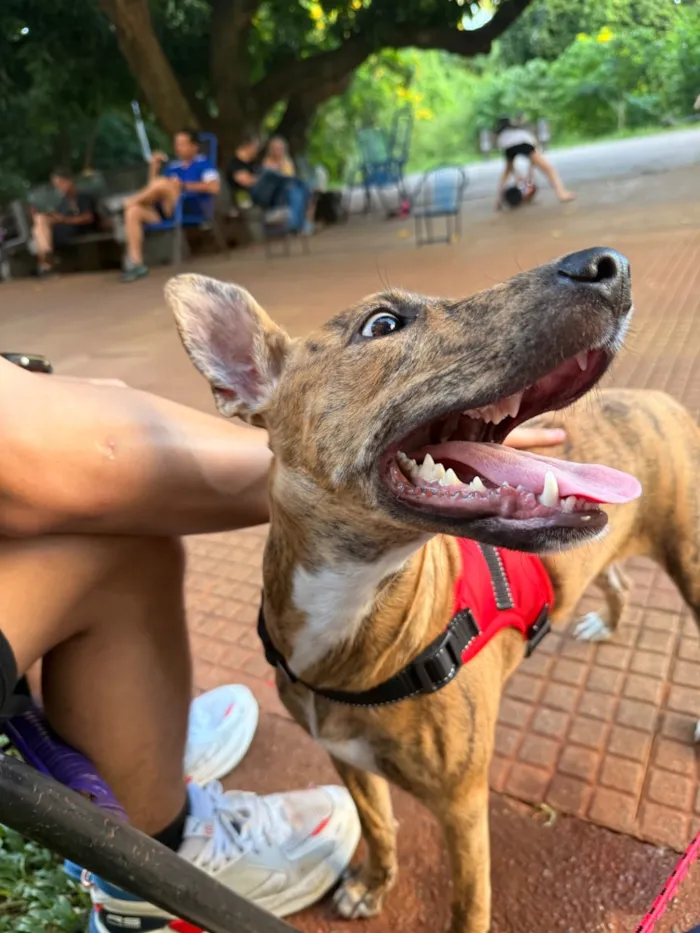 Cachorro raça SRD-ViraLata idade 7 a 11 meses nome Mel