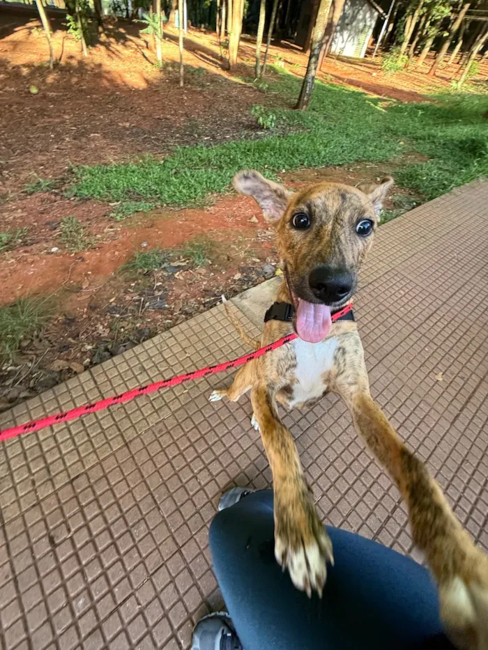 Cachorro raça SRD-ViraLata idade 7 a 11 meses nome Mel